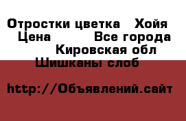 Отростки цветка  “Хойя“ › Цена ­ 300 - Все города  »    . Кировская обл.,Шишканы слоб.